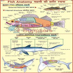 Fish Anatomy Chart